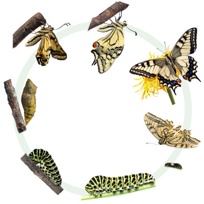A borboleta é um organismo que sofre metamorfose completa