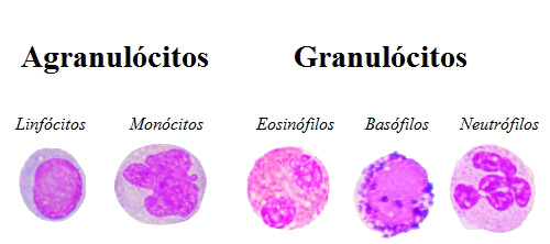 Observe os diferentes tipos de leucócitos existentes em nosso organismo