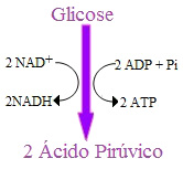 A glicólise é o processo em que a glicose é usada para a formação de ácido pirúvico