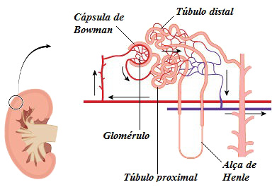 Partes do néfron Observe a estrutura do néfron, a unidade funcional dos rins