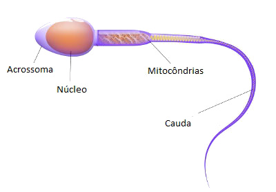 Partes do Espermatozoide