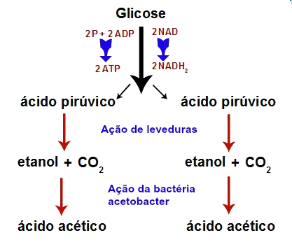 Fermentação acética