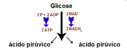 Glicólise