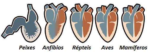 Observe as diferenças anatômicas dos corações dos diferentes grupos de vertebrados
