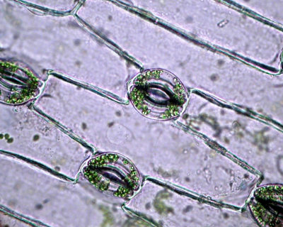 Epiderme vegetal vista do microscópio.