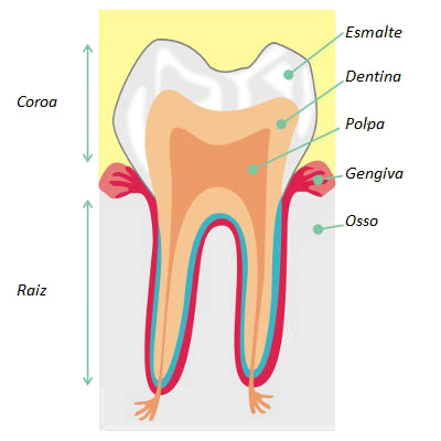 Dente Observe as diferentes partes de um dente