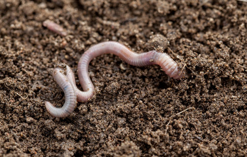 Os oligoquetas são anelídeos com poucas cerdas