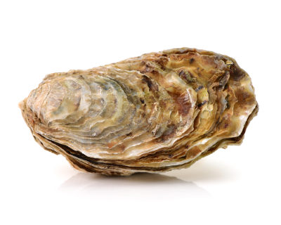 Os bivalves são moluscos que possuem concha formada por duas valvas