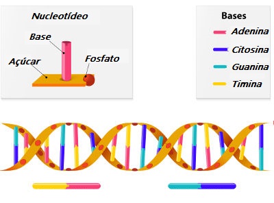 Observe a estrutura em dupla hélice do DNA