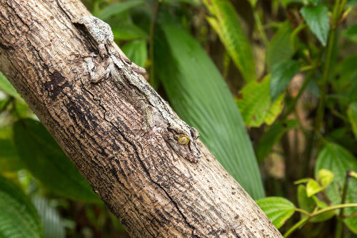 A cor pode fazer com que um animal seja imperceptível no meio ambiente
