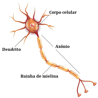Observe as principais partes de um neurônio