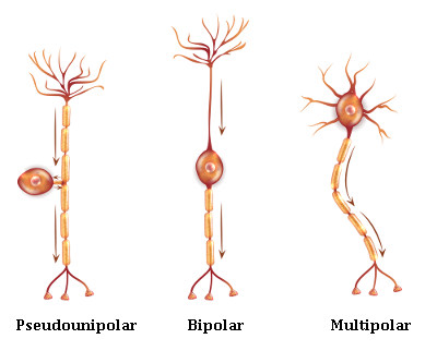 Principais tipos de neurônios existentes