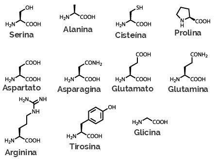 Fórmulas estruturais dos aminoácidos não essenciais