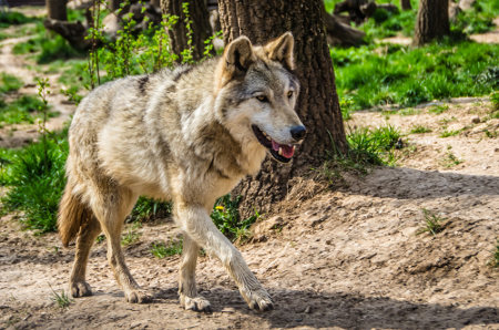 Lobo-cinzento era a espécie de mamífero mais amplamente distribuída no mundo