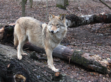 Lobos podem viver cerca de 13 anos