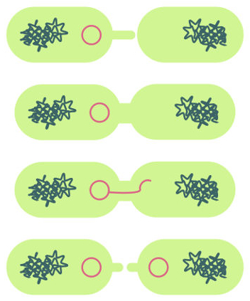 O processo de conjugação garante a transferência de genes de uma bactéria doadora para uma receptora