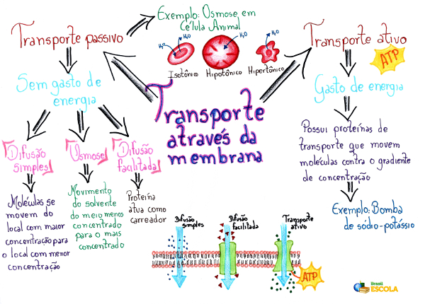 Transporte ativo e passivo - Brasil Escola