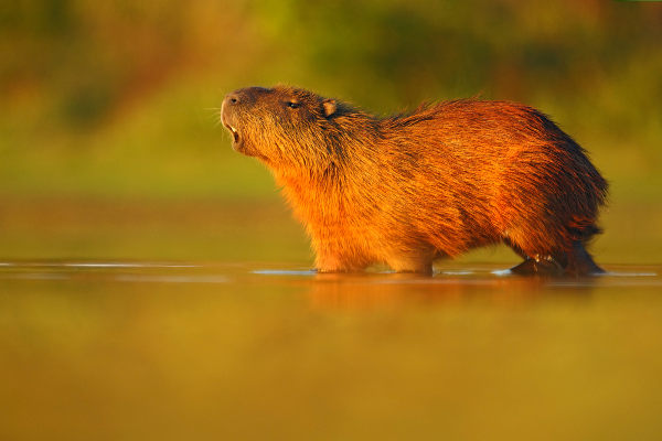 Capivara, animal que pode apresentar carrapatos contaminados com a bactéria causadora da febre maculosa