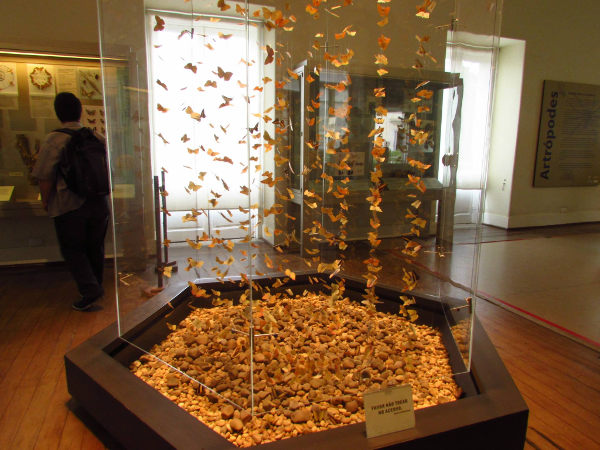 Sala da exposição Conchas, Corais e Borboletas. (Foto: Acervo pessoal da Dra. Elysiane de Barros Marinho)