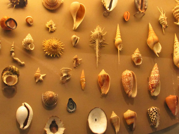 Diversas conchas que estavam expostas no Museu Nacional. (Foto: Acervo pessoal da Dra. Elysiane de Barros Marinho).