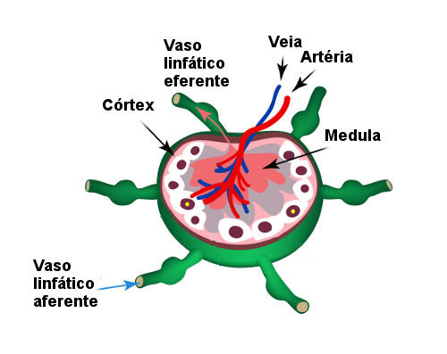 Observe a estrutura de um linfonodo.