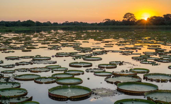 Paisagem natural do bioma Pantanal, um dos biomas brasileiros.