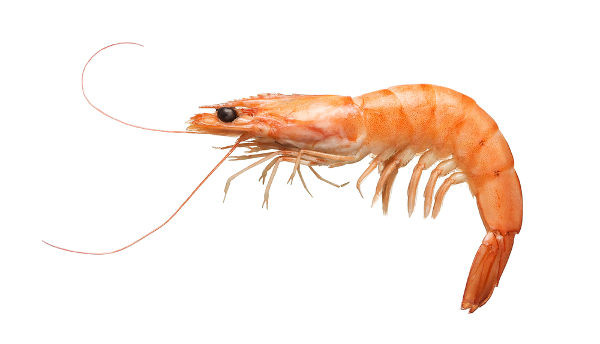 O camarão é um animal bastante utilizado na nossa alimentação.