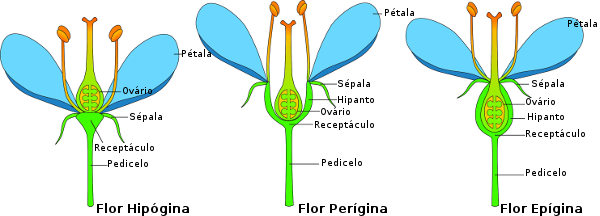 A inserção do ovário permite-nos classificar as flores em hipóginas, períginas ou epíginas.