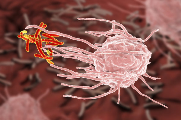 A auto-hematoterapia, de acordo com seus adeptos, leva a um aumento dos macrófagos no organismo.