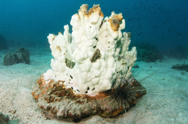 Branqueamento de coral.