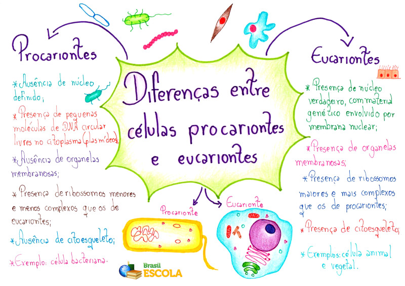 Diferenças entre células procariontes e eucariontes - Brasil Escola