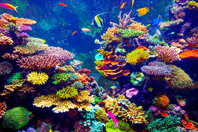 A biodiversidade aquática é campo de estudo da Biologia Marinha.