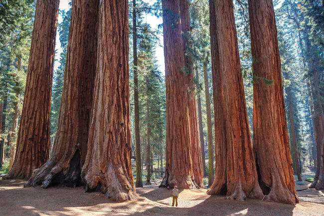 Homem perto de sequoias, árvores que podem atingir até 115 metros de altura.