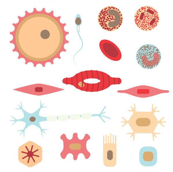 No corpo humano, é possível observar diferentes tipos celulares.
