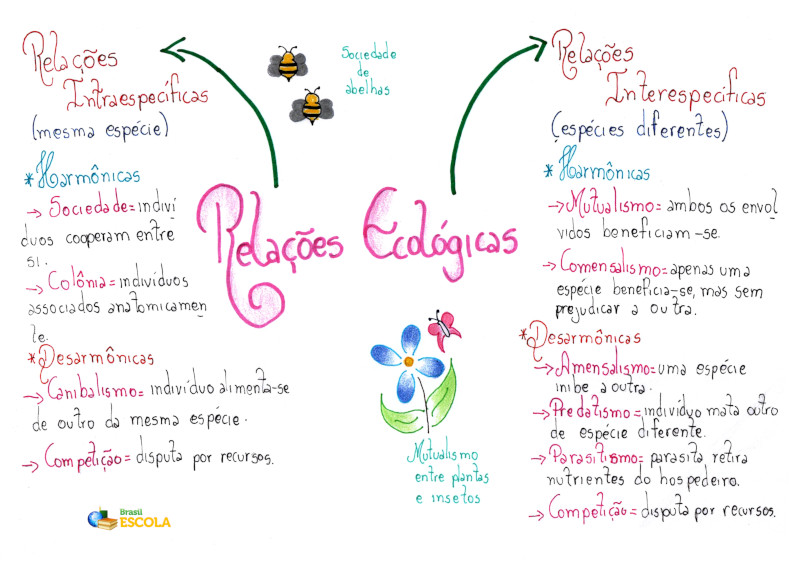 Mapa Mental: Relações Ecológicas