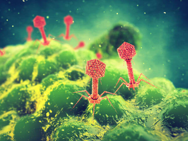 O vírus bacteriófago é um vírus que parasita apenas células bacterianas.