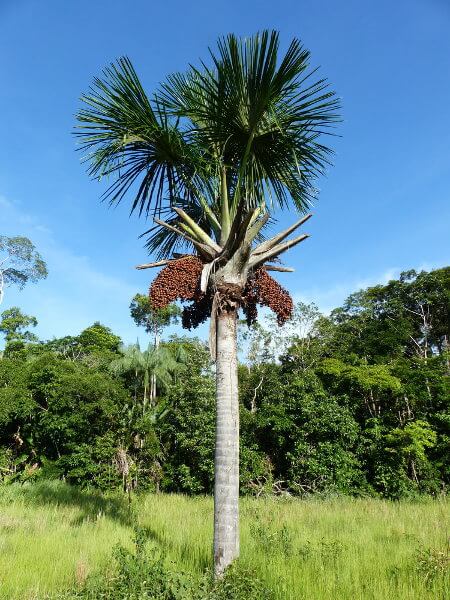 Praticamente todas as partes do buriti podem ser utilizadas.