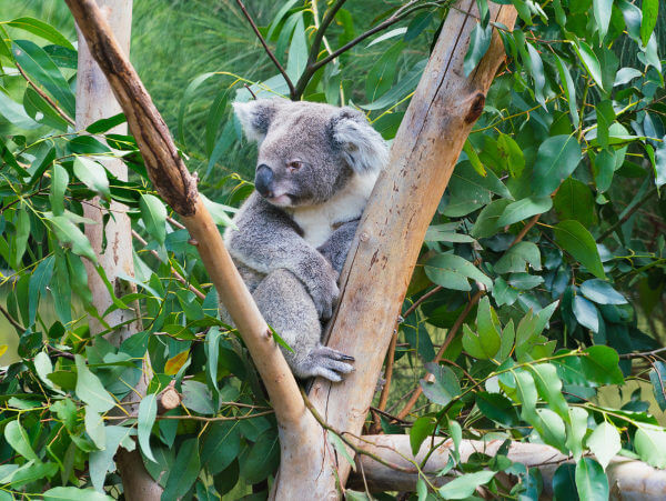 Coala em uma árvore, animal em extinção.
