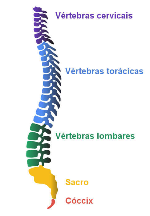 Ilustração dos ossos que compõe a coluna vertebral.