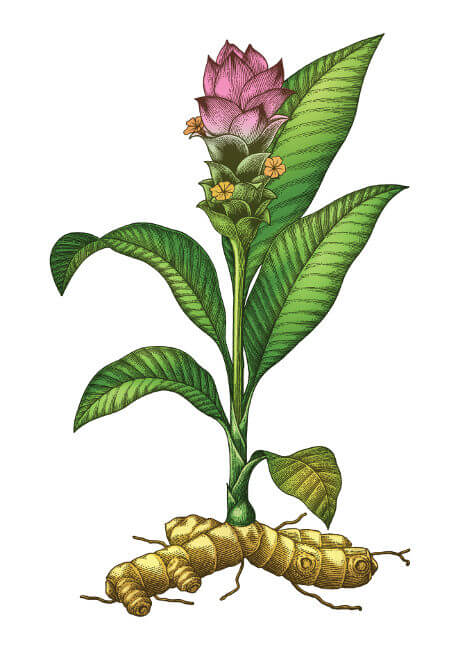 Ilustração da planta cúrcuma.
