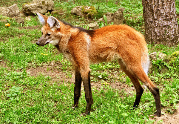 O lobo-guará é um animal pouco agressivo.