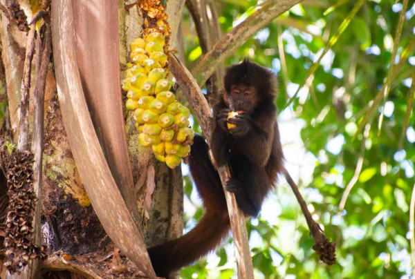 Macaco-prego, espécie da fauna da Caatinga.