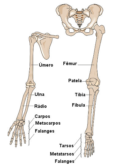 Esqueme ilustrativo dos ossos dos membros superiores e inferiores.