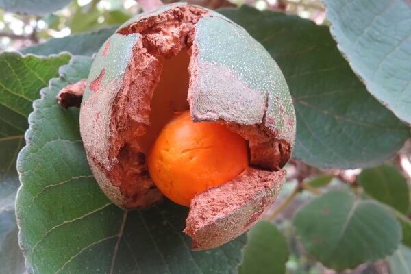 O fruto do pequizeiro pode utilizado na culinária e na fabricação de cosméticos.