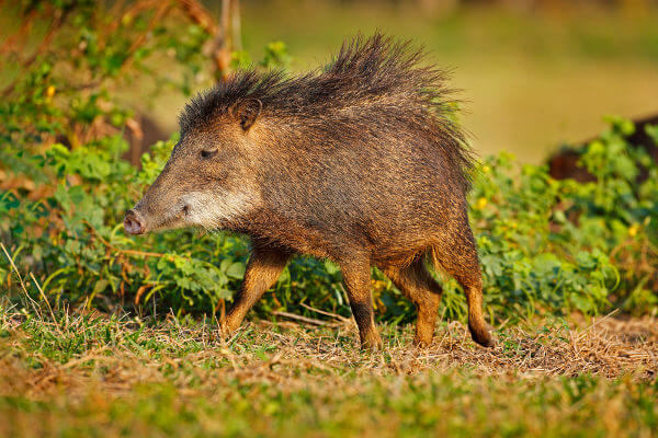Queixada é um animal que se alimenta de frutos e de pequenos animais.