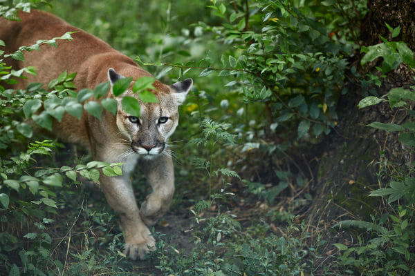 A suçuarana é o segundo maior felino das Américas.