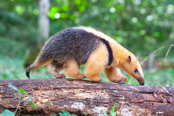 O tamanduá-mirim tem um tamanho bem inferior ao do tamanduá-bandeira.