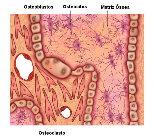 Ilustração do tecido ósseo, responsável por formar os ossos.
