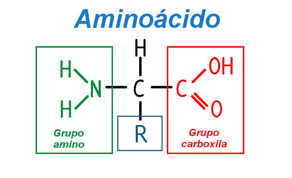 Estrutura geral do aminoácido.