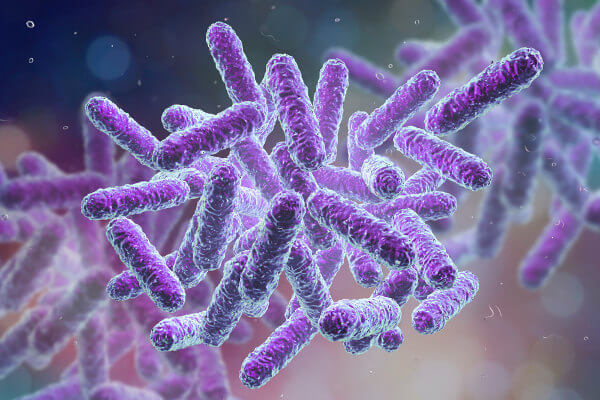 O sintoma de uma bacteriose depende da bactéria causadora.